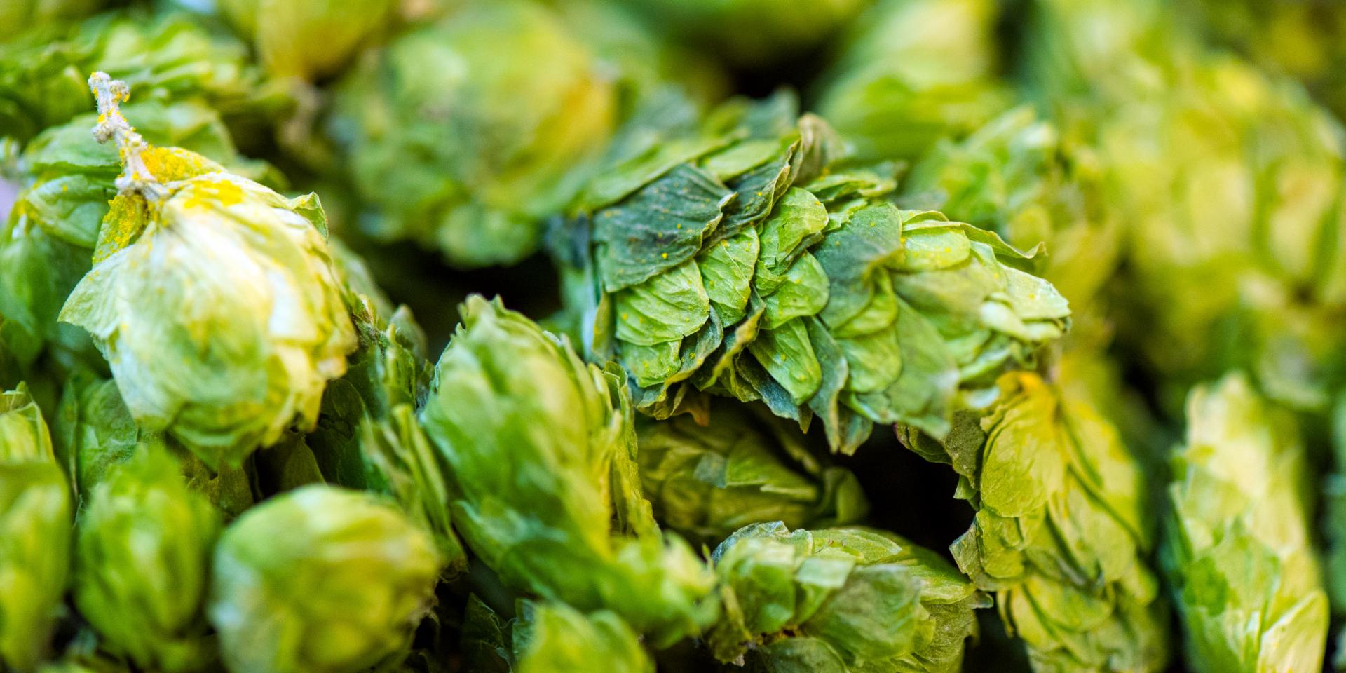 Die Welt der hopfigen Biere | Wissenschaftszentrum Weihenstephan