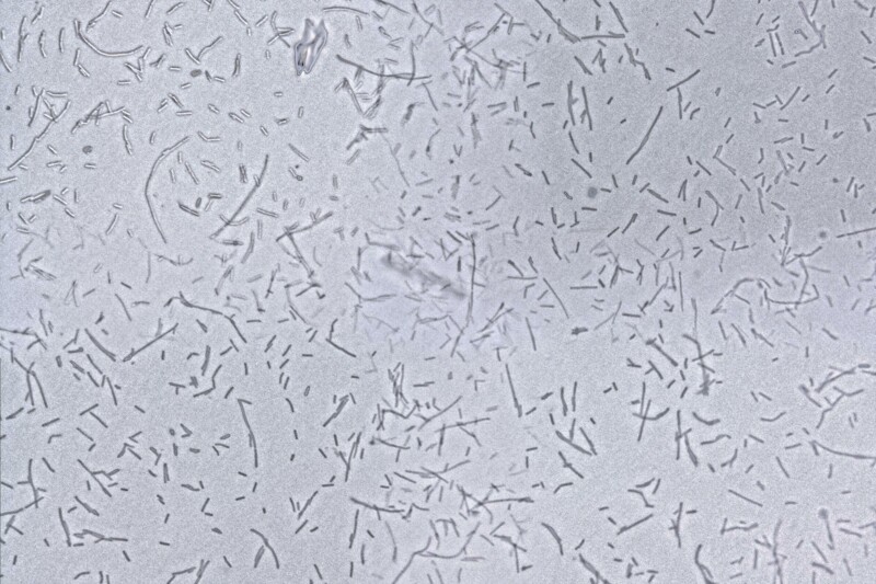 Lactobacillus brevis unter dem Mikroskop (100fach vergrößert)<br>